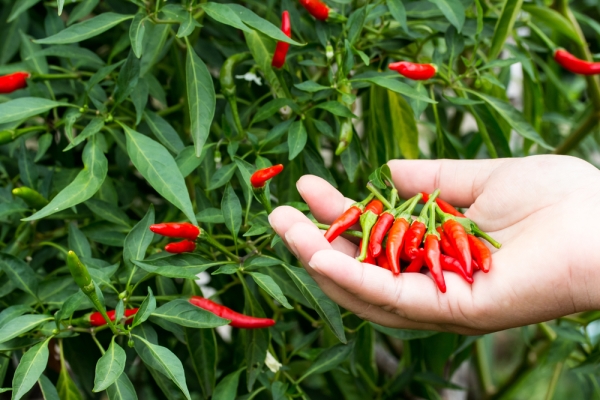 Peperoncino e salute: davvero può fare male al cervello?