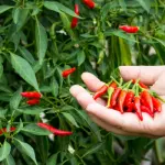 Peperoncino e salute: davvero può fare male al cervello?